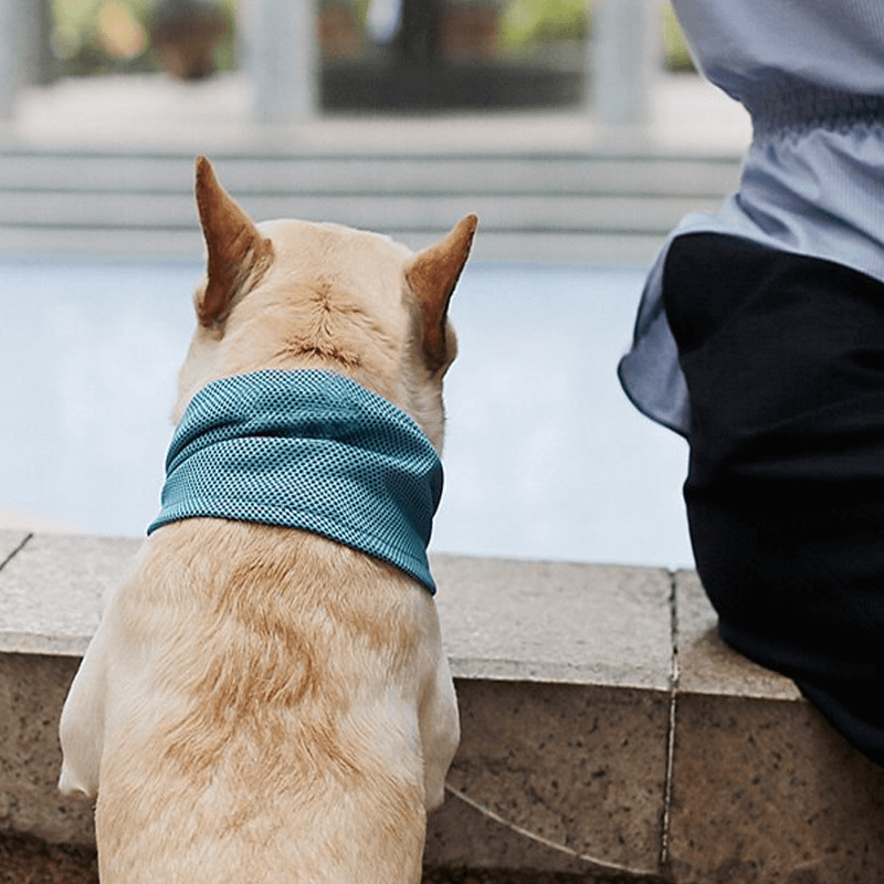 Kühlendes Halsband für Haustiere