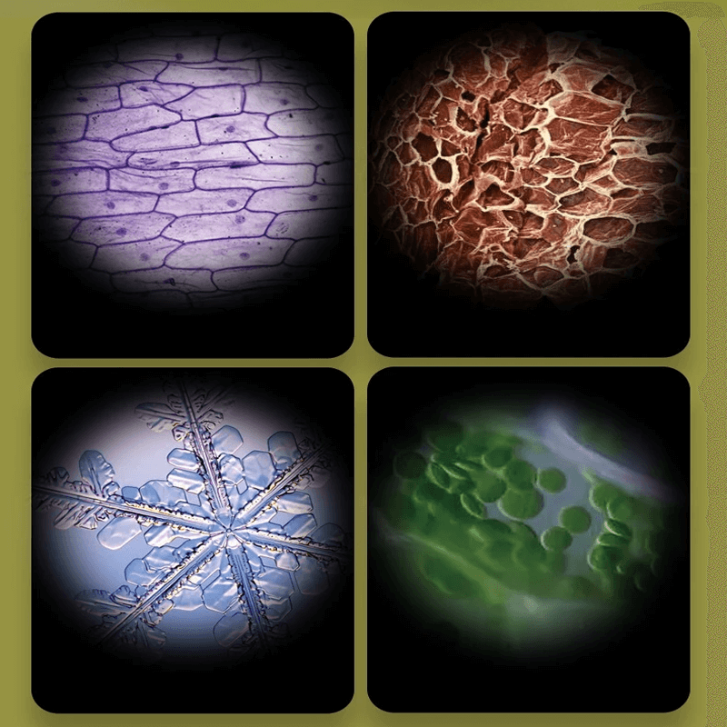 Tragbares Kindermikroskop Spielzeug - Vergrößerung 60X-120X mit LED